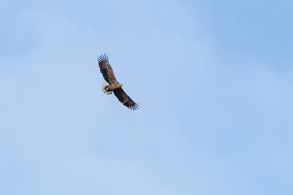 1st week in Lohja, escaping coronavirus, White-tailed Eagle