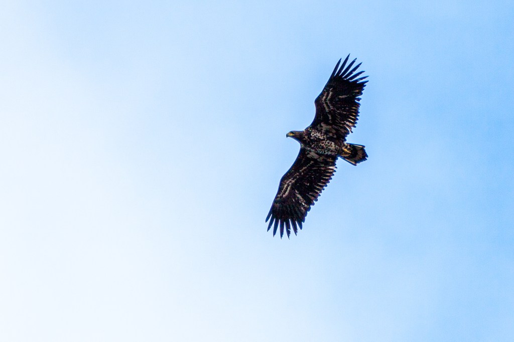 1st week in Lohja, escaping coronavirus, White-tailed Eagle