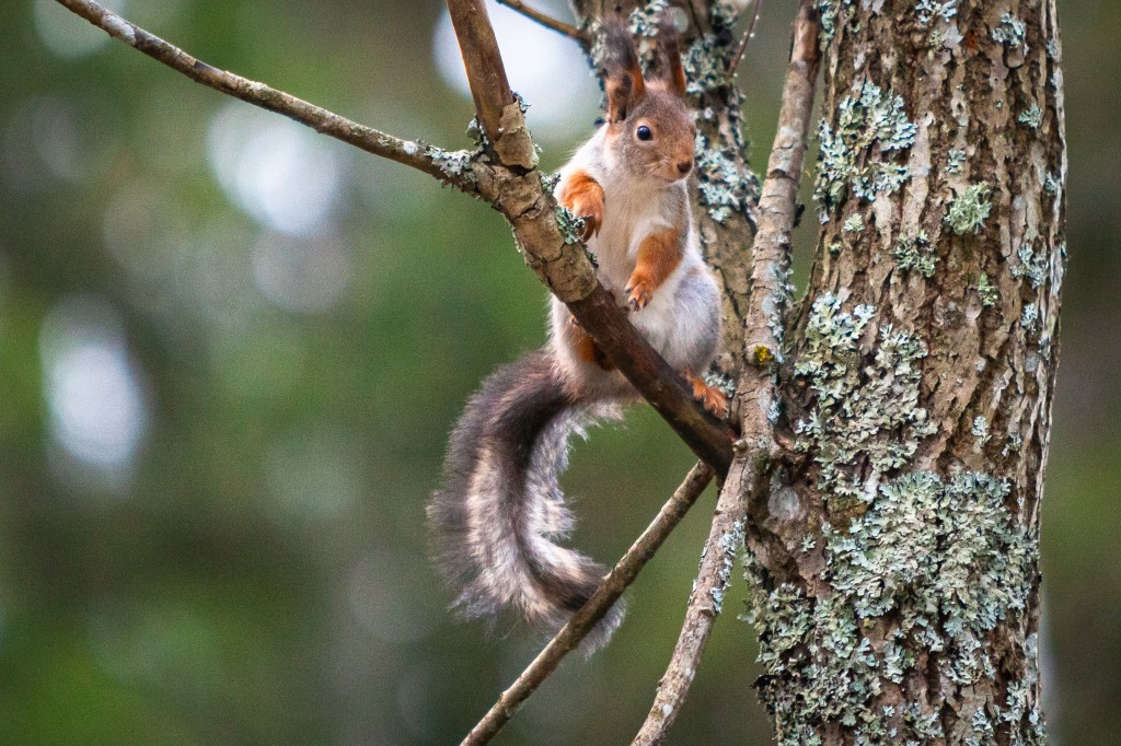 1st week in Lohja, escaping coronavirus, a squirrel