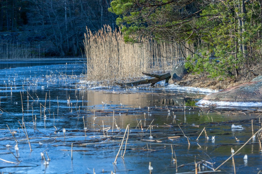 Driftwood - Kopparnäs 3/2020