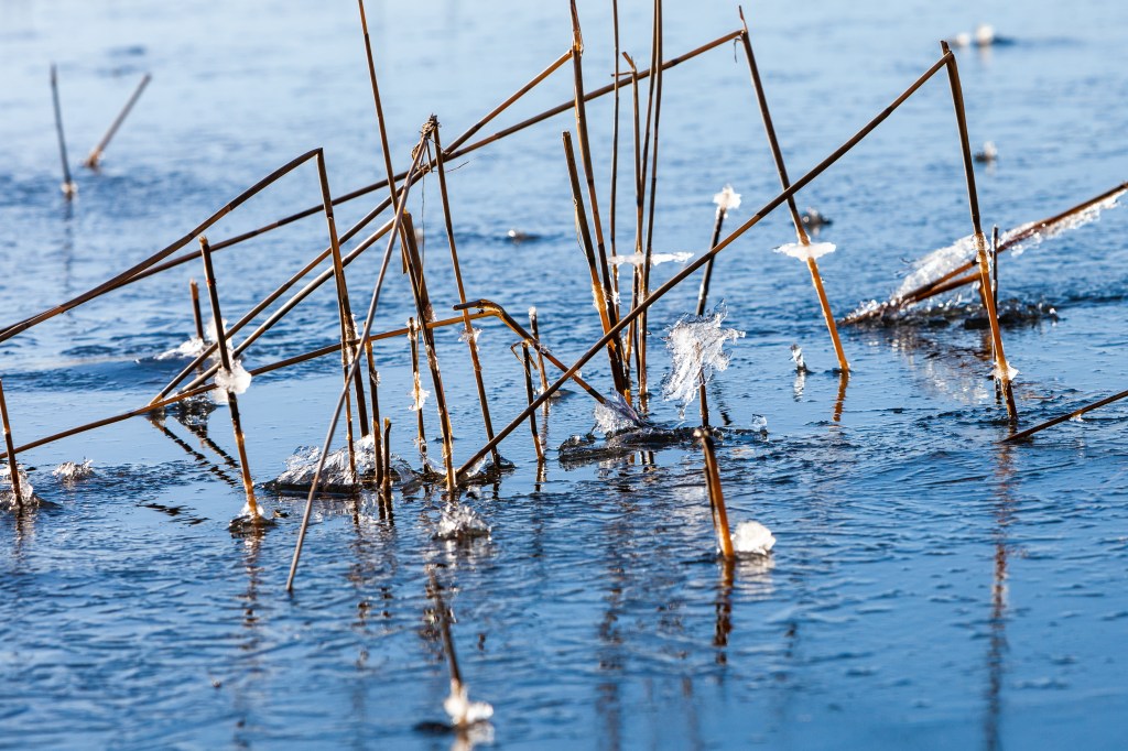 Broken stalks - Kopparnäs 3/2020