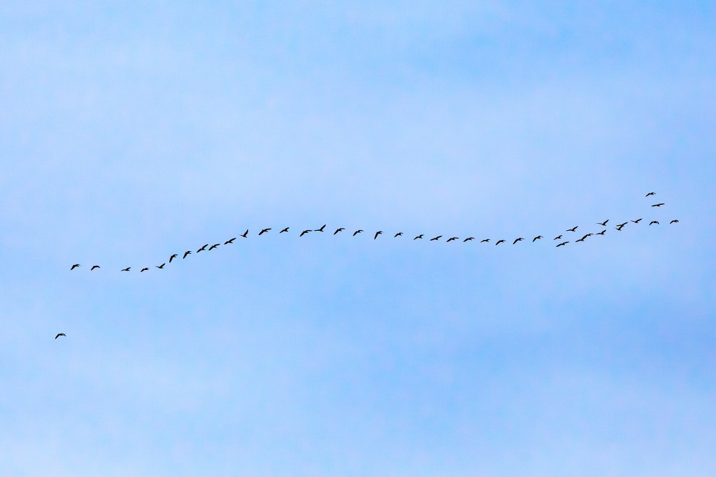 1st week in Lohja, escaping coronavirus, Goose migration