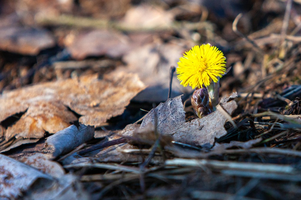 1st week in Lohja, escaping coronavirus, Coltsfoot