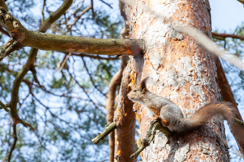 Finnish pine squirrel 25.3.2020 no 5