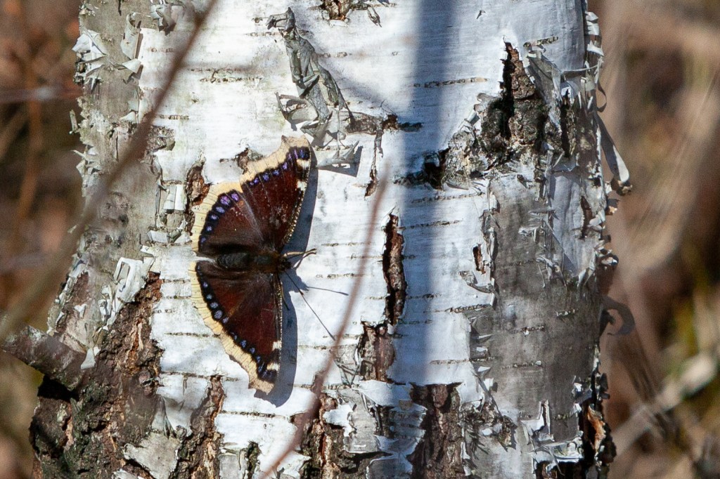 Mourning cloak Lohjansaari 28.3.2020 @ Minna Jacobson