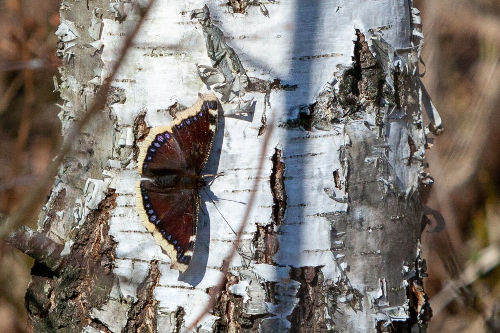 Mourning cloak Lohjansaari 28.3.2020 @ Minna Jacobson