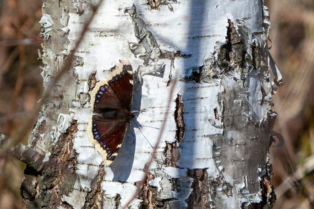 Mourning cloak Lohjansaari 28.3.2020 @ Minna Jacobson