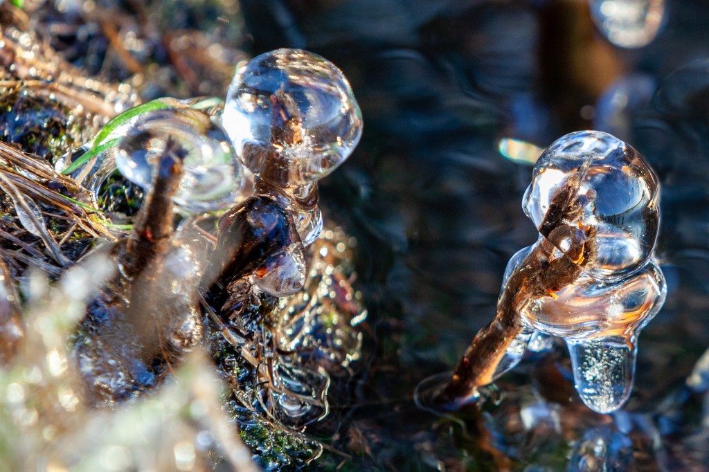Ice sculptures winter 2019 birds