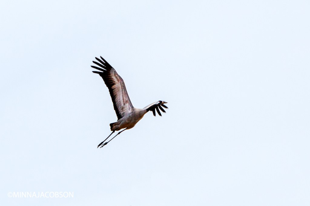 Flying crane, Lohja 25.3.2020, Crane, the proud king of the swamps