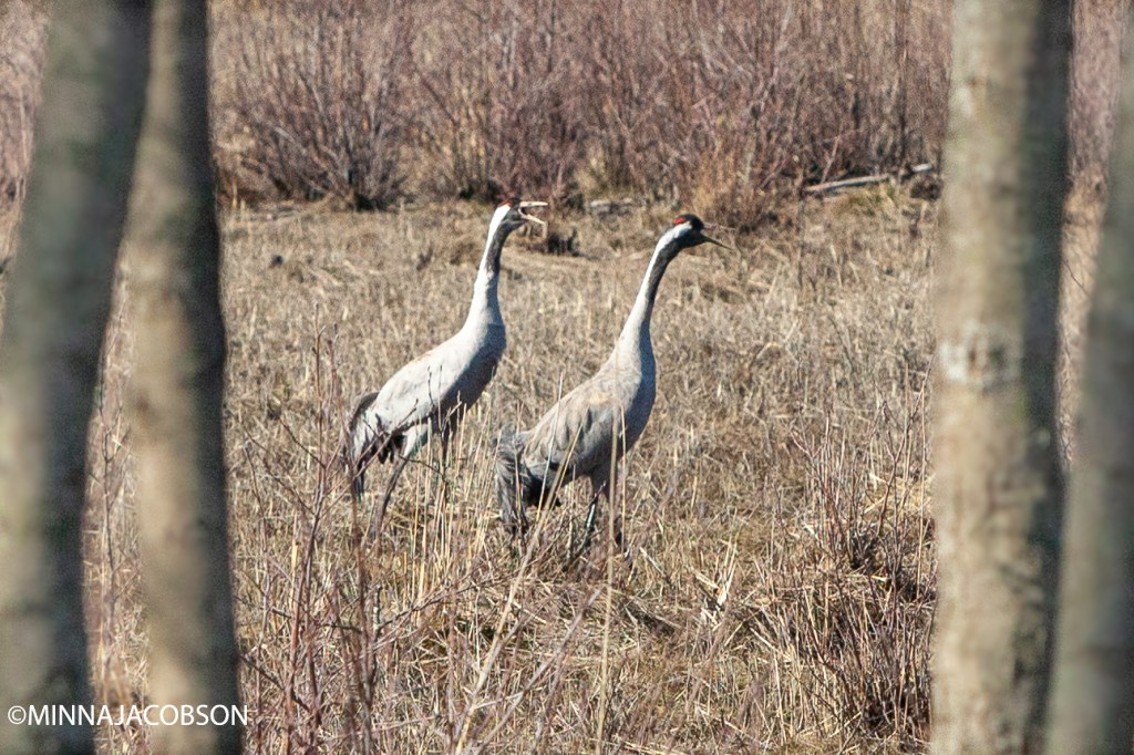Crane pair Kopparnäs, Crane, the proud king of the swamps