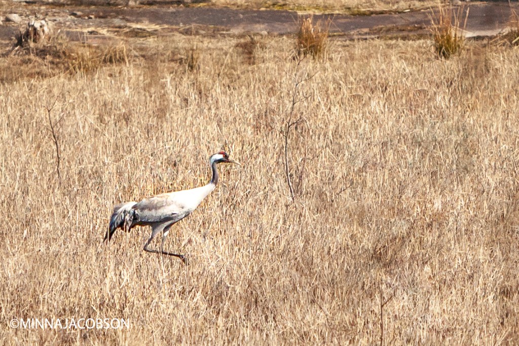 Crane Kopparnäs 7.4.2020, Crane, the proud king of the swamps