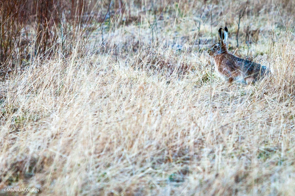 Hiding brown hare, Lohja Finland, rusakko piilossa