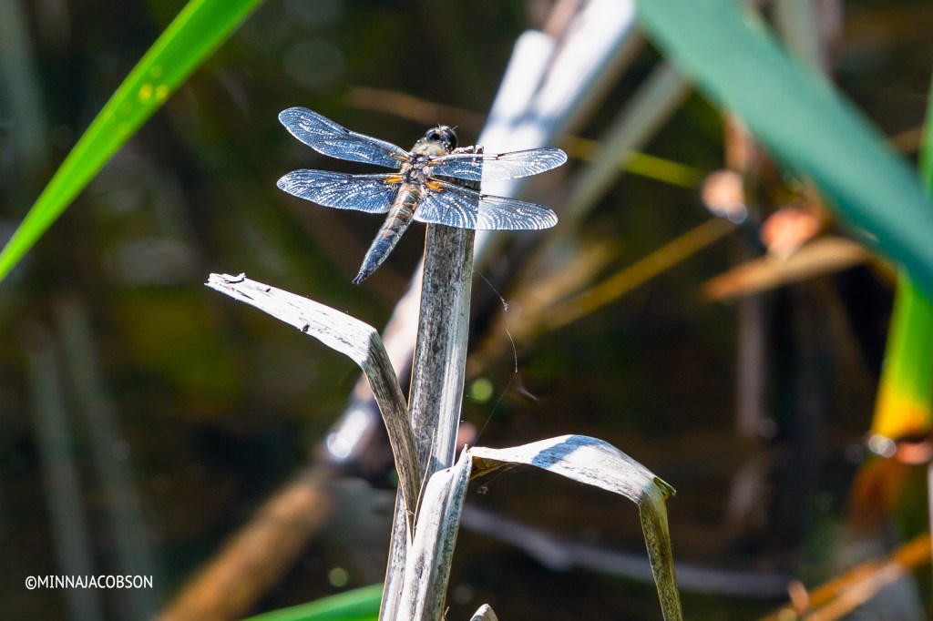 Copyright Minna Jacobson