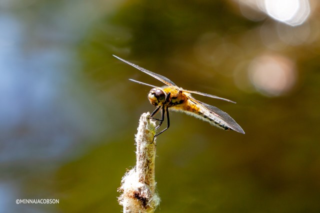 Copyright Minna Jacobson