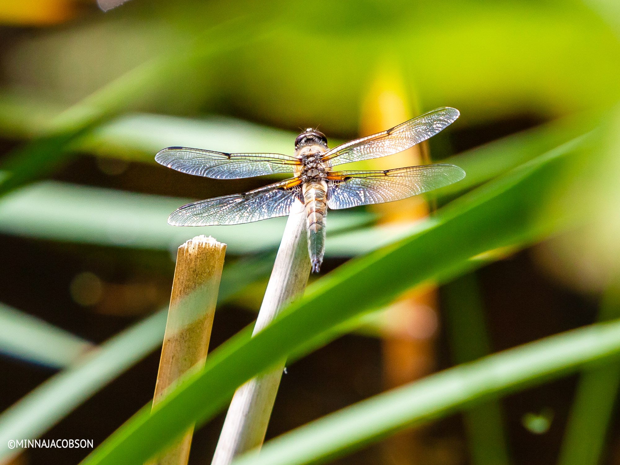 Copyright Minna Jacobson