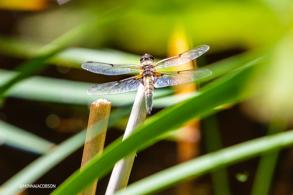 Copyright Minna Jacobson