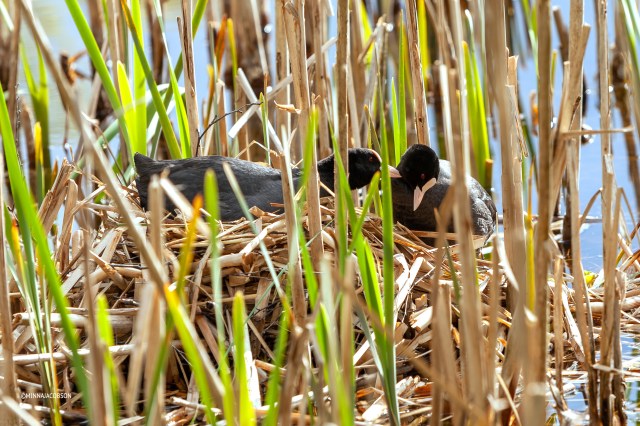Love in the nest, Eurasian Coot, Finland