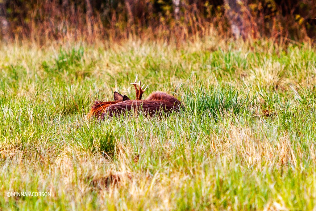 Sleeping Roe deer, Lohja Finland 