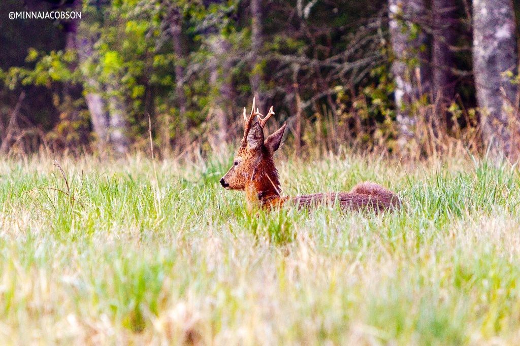 The Roe deer sleeping on a field, Lohja, Finland