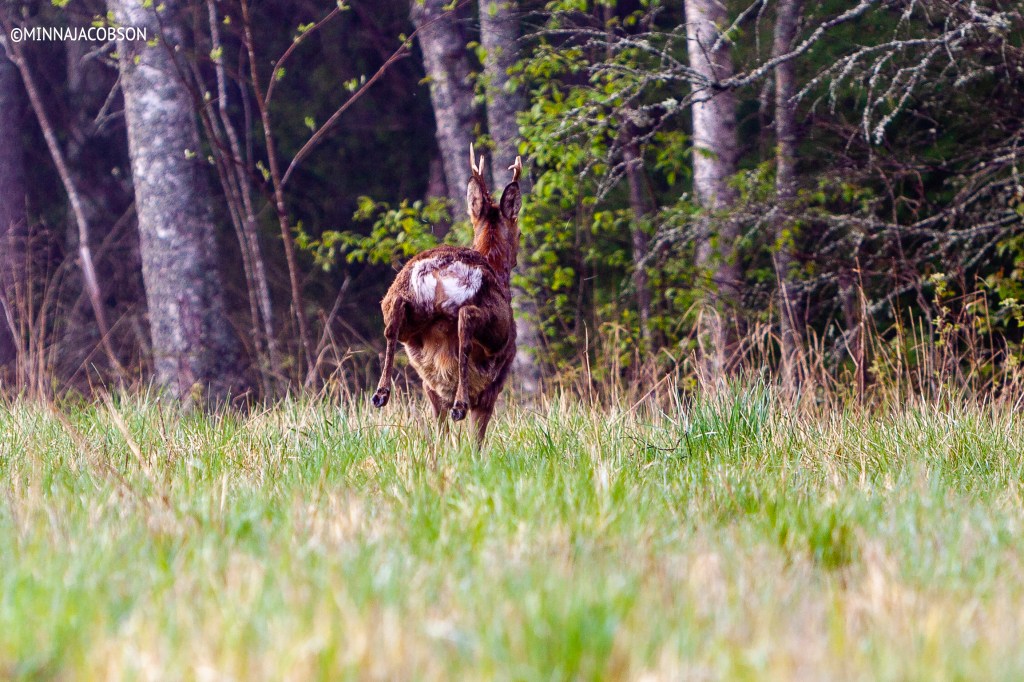 The Roe deer escaping Lohja, Finland