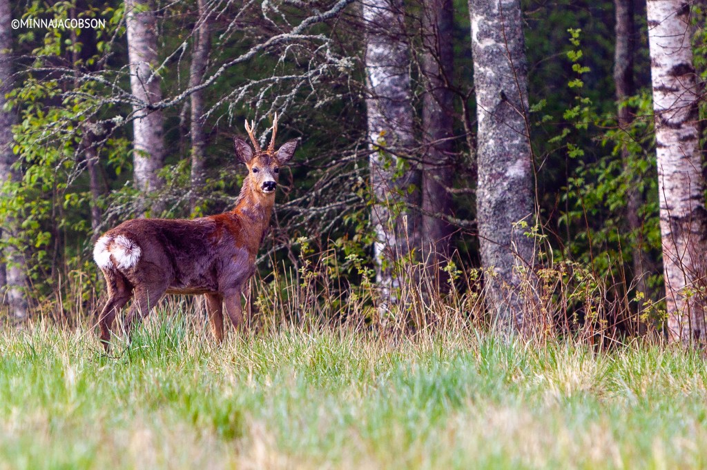 The Roe deer staring Lohja, Finland