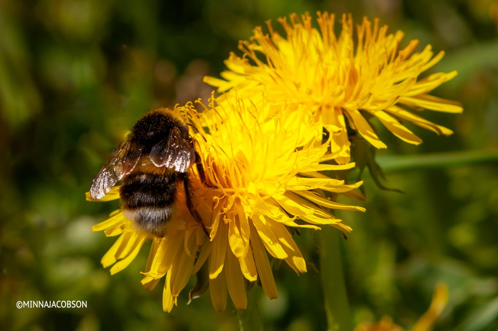 Bumblebee in a dandelion, Lohja Finland 22.5.2020