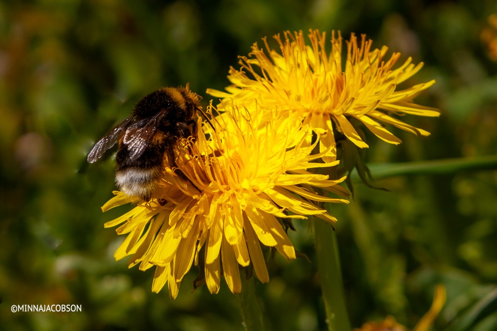 Bumblebee in a dandelion, Lohja Finland 22.5.2020