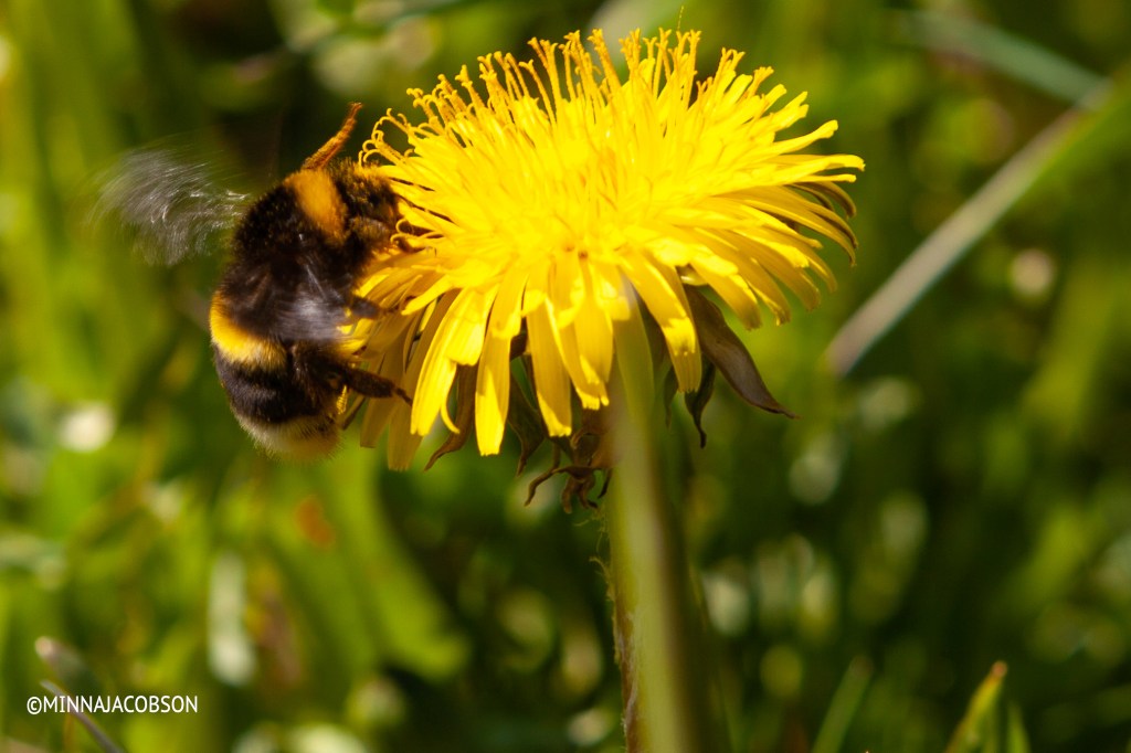 Bumblebee in a dandelion, Lohja Finland 22.5.2020
