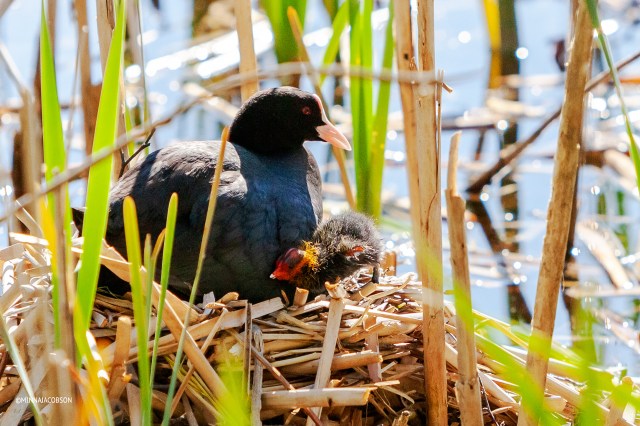 Eurasian Coot parent and chick in a nest, Finland