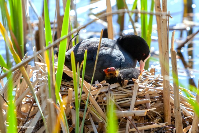 Eurasian Coot parent caring for the chick