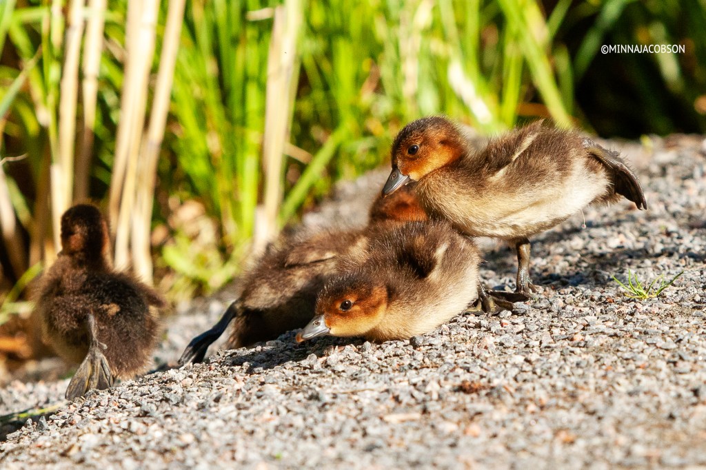 Eurasian Wigeon chicks stretching legs, Haapanan poikaset Lohja Finland 2020