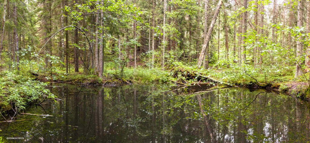 Forest bonds are important habitats for various species and increase the biodiverse. Karnaistenkorpi, Lohja Finland