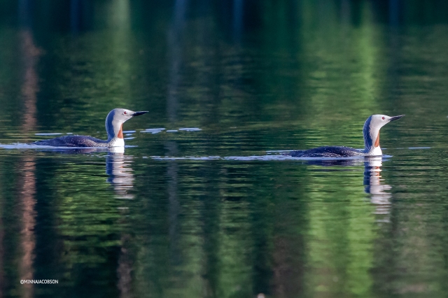 Red-throated Loon couple, Lohja, Finland