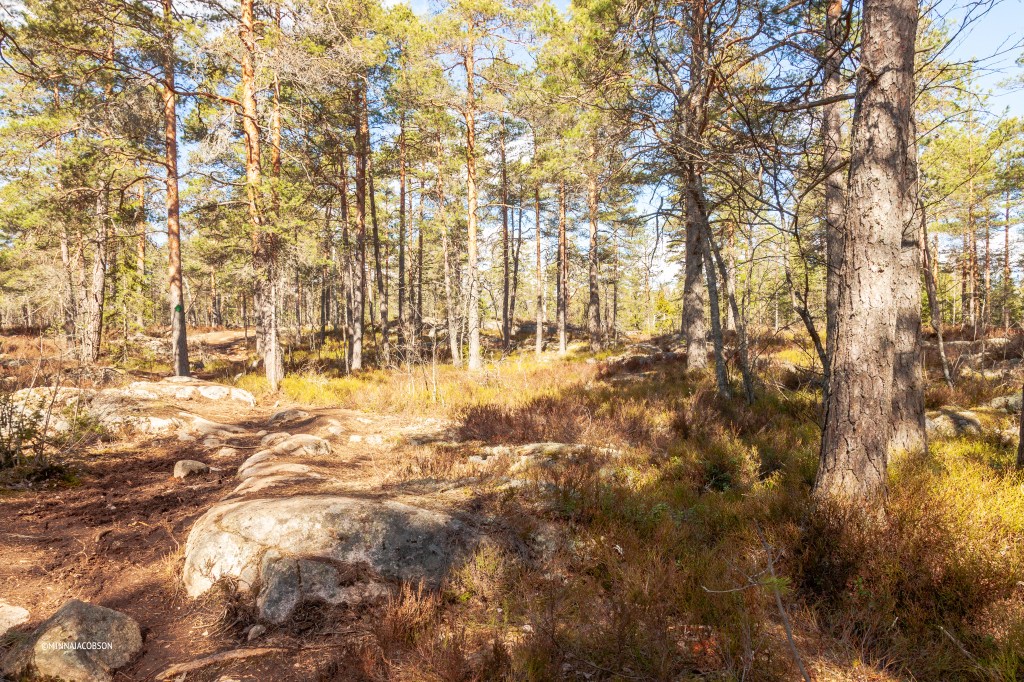 Finnish pinewoods, forest, Meiko