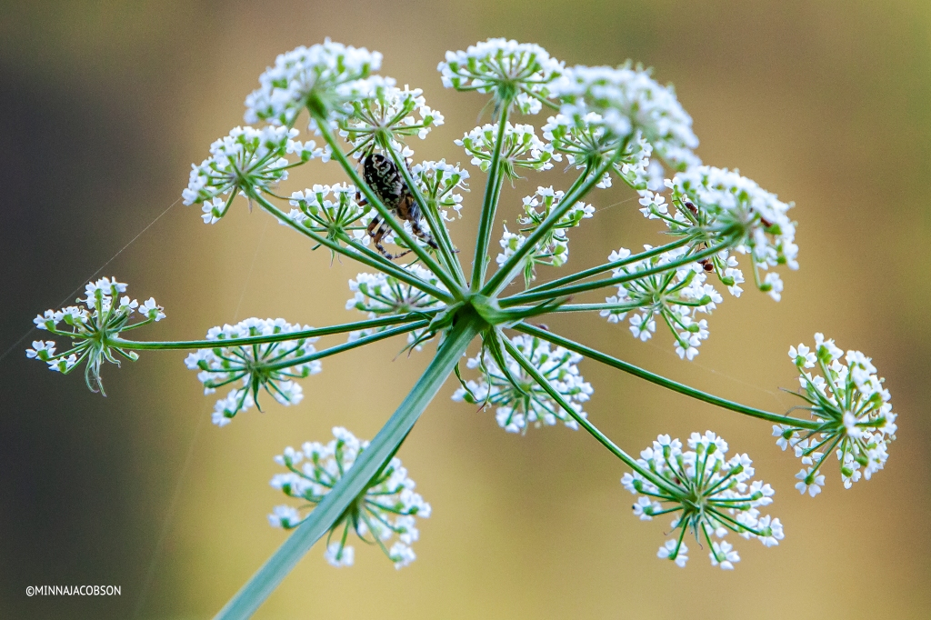 Spider and ants in Cow parsley / Koiranputki (Anthriscus sylvestris)
