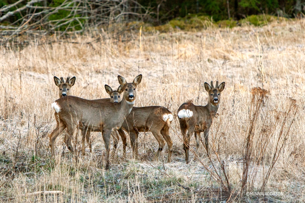 Female Roe deer with triplets, three Roe deer calves, Finland
metsäkauris