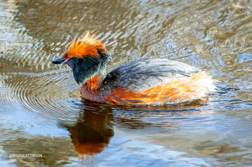 Slavonian Grebe: length 31–38 cm, wingspan 46–55 cm, weight 400–720 g, Finland 