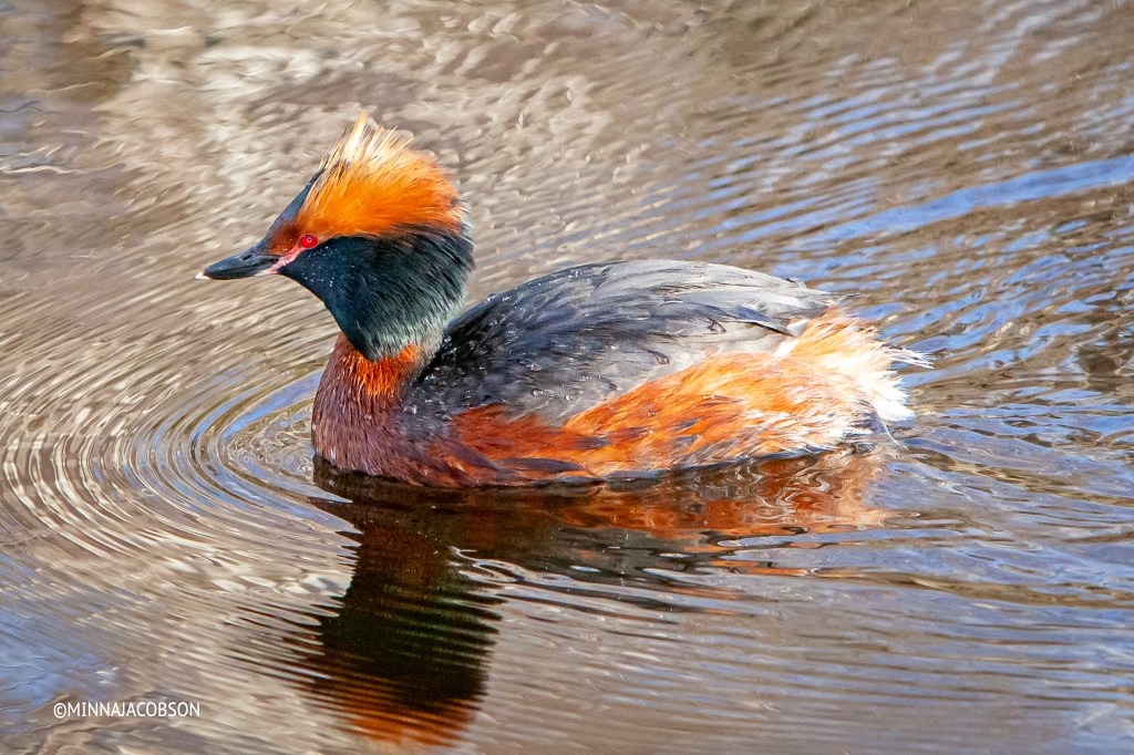 Slavonian Grebes head is black with distinctive bright orange crests behind each eye