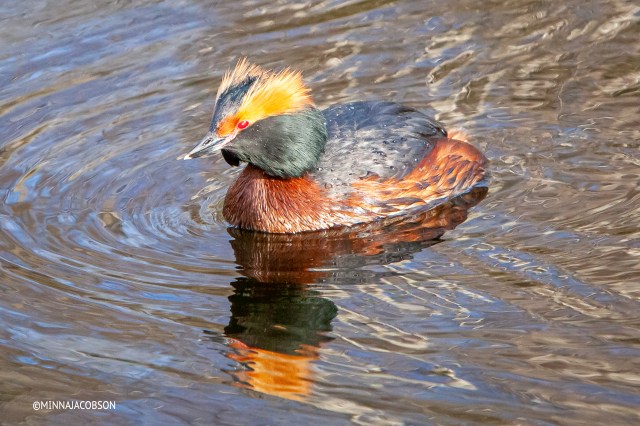 Slavonian Grebes irises are orange-red, Finland 