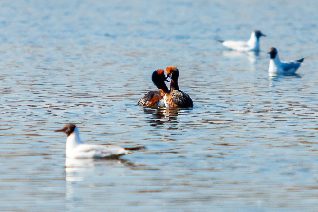 Slavonian Grebes mating rituals, Finland 