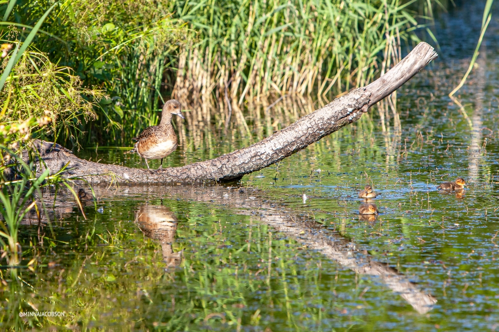 Wigeon ducklings leave nest after hatching but remain in their brood with their mother