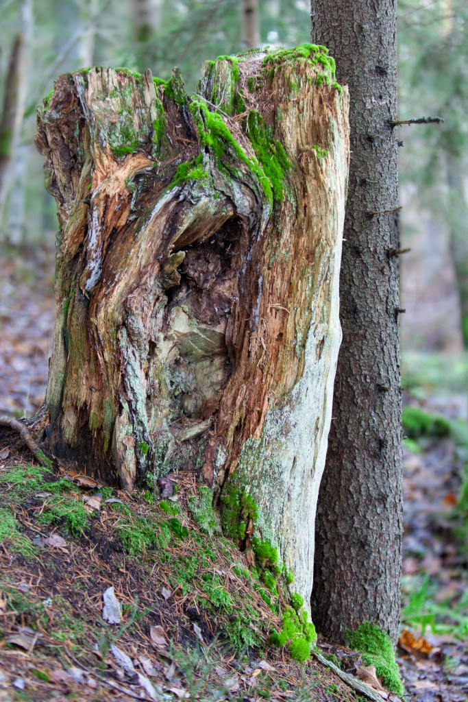 Old stump in Latokartanonkoski, Perniö, Finland