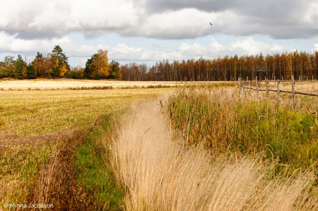 Hawk in Saltfjärden Kirkkonummi Finland 2020 -@ Minna Jacobson