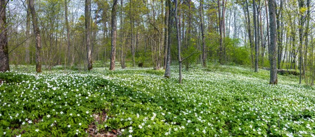 Wood anemone covers Ramsholmen nature park, Ekenäs, Tammisaari, Finland
