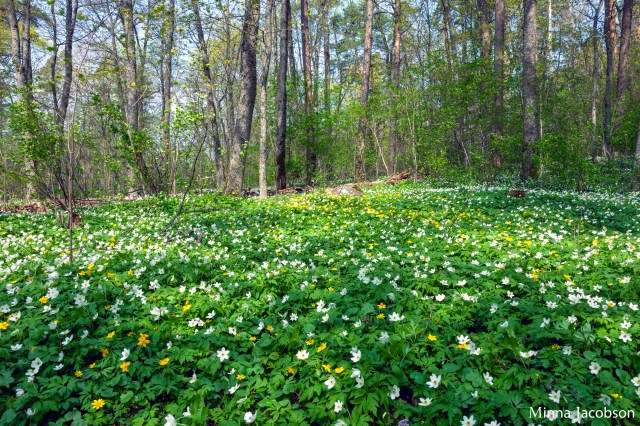 Yellow and white wood anemone are usually growing together.