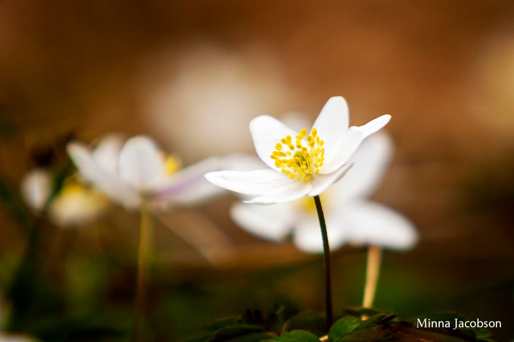 Wood anemone is elegant, beautiful spring flower. Lohja, Finland.