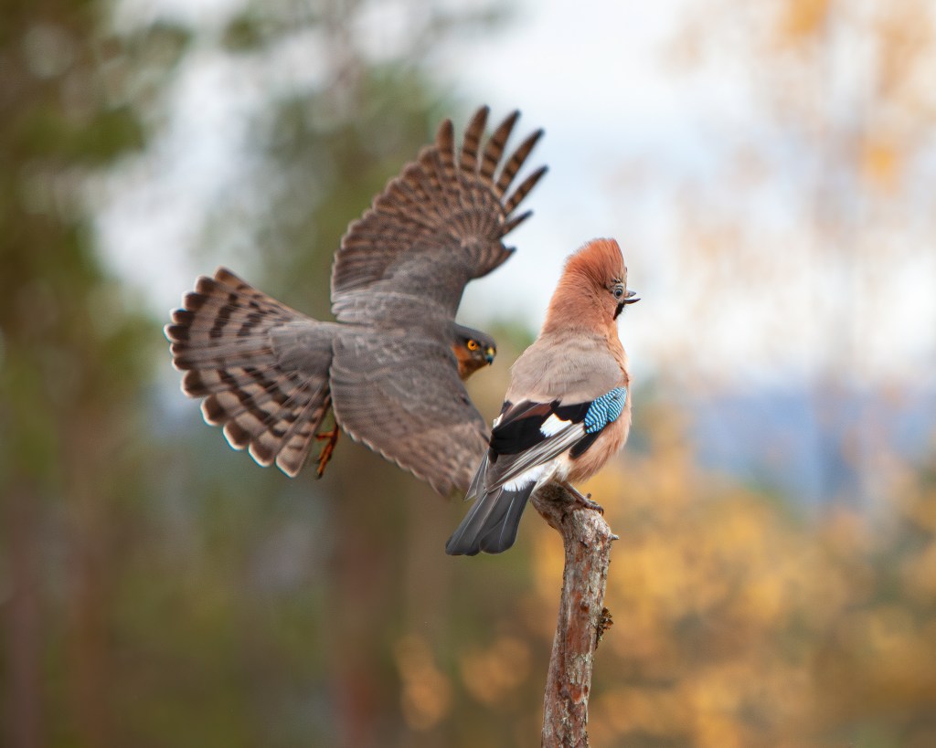 Sparrow hawk chasing Eurasian Jay in Kuusamo, 2022. Finland. @Minna Jacobson