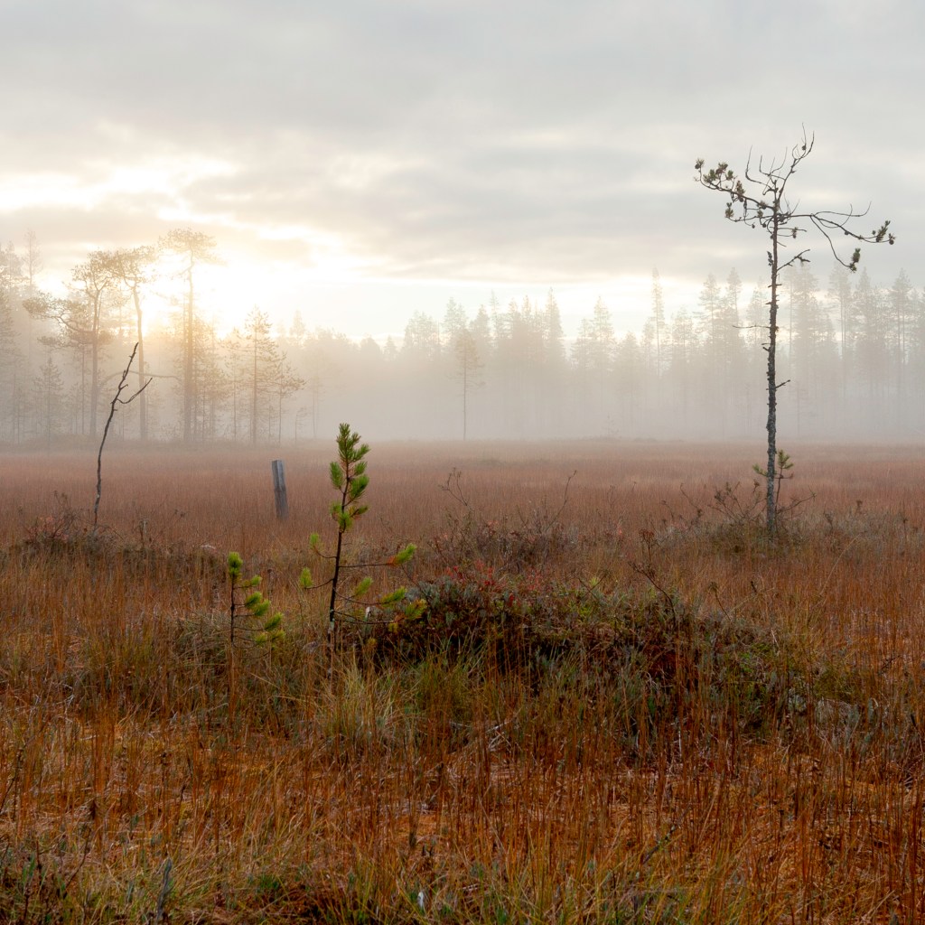 Misty swamp in Kuusamo, Finland. Minna Jacobson, photographer. 