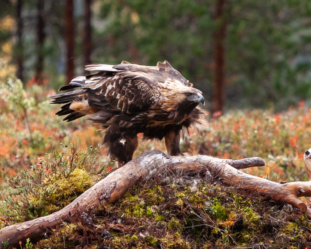 The majestic Golden Eagle in Kuusamo photo hides @copyright Minna Jacobson