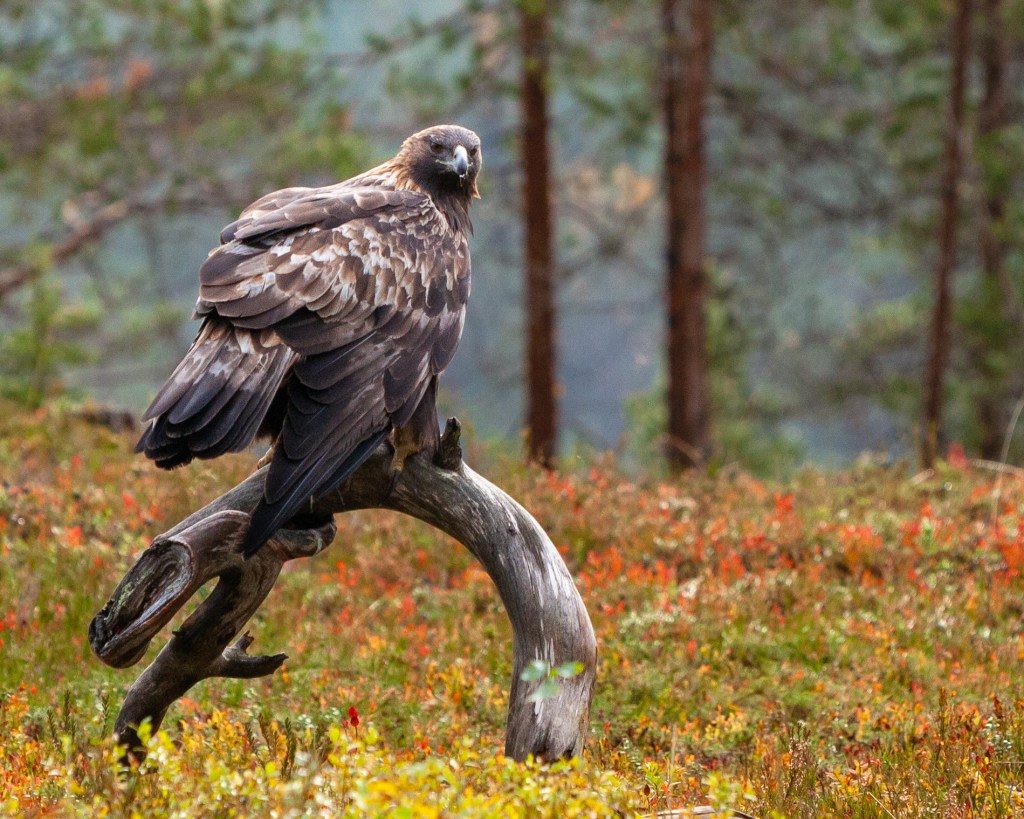 The majestic Golden Eagle in Kuusamo photo hides @copyright Minna Jacobson